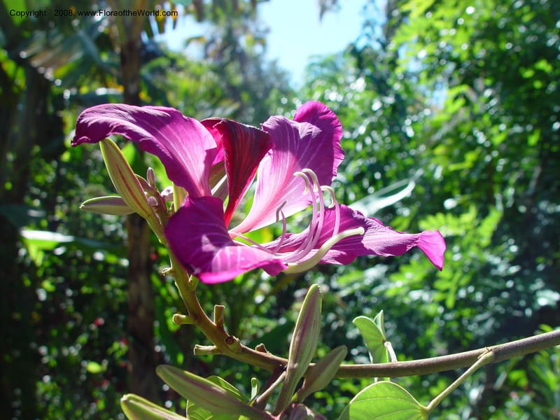 Bauhinia X blakeana--FL. Orange Co. Harry Leu Garden. 5 Jan 03. 061.jpg