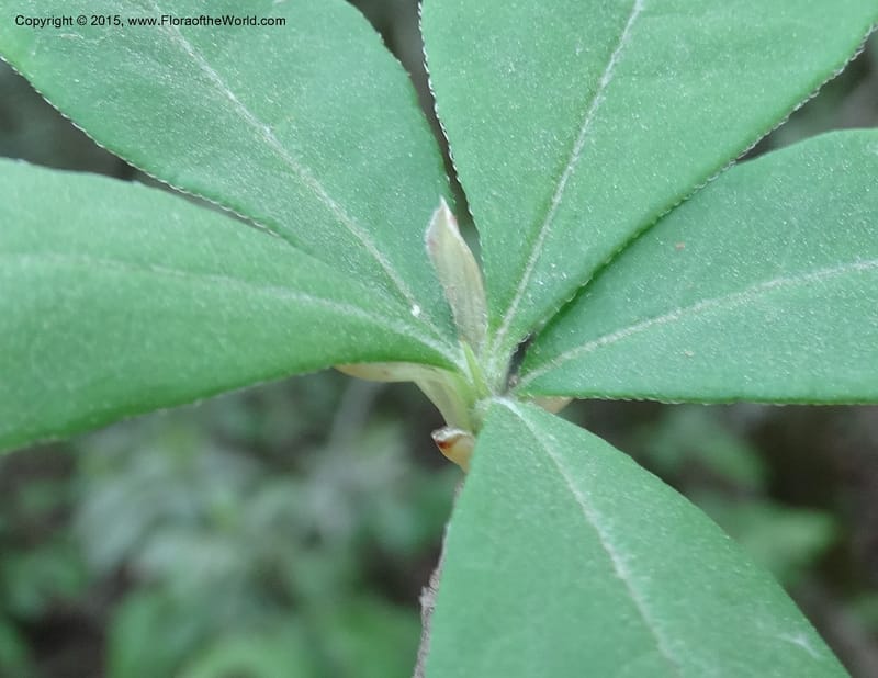 Rhododendron calendulaceum, Davidson, C 12949--North Carolina. Trans. Co. Yellow Gap Rd. Pink Beds. 11 May 2015. DSC03958 (9).JPG
