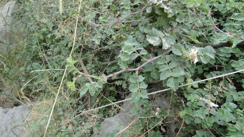 Rosa elymaitica, A. G. Miller 121.3--Iraq. Kurdistan. Shakh-i Pira Magun. 9 June 2010. 272 (13).jpg