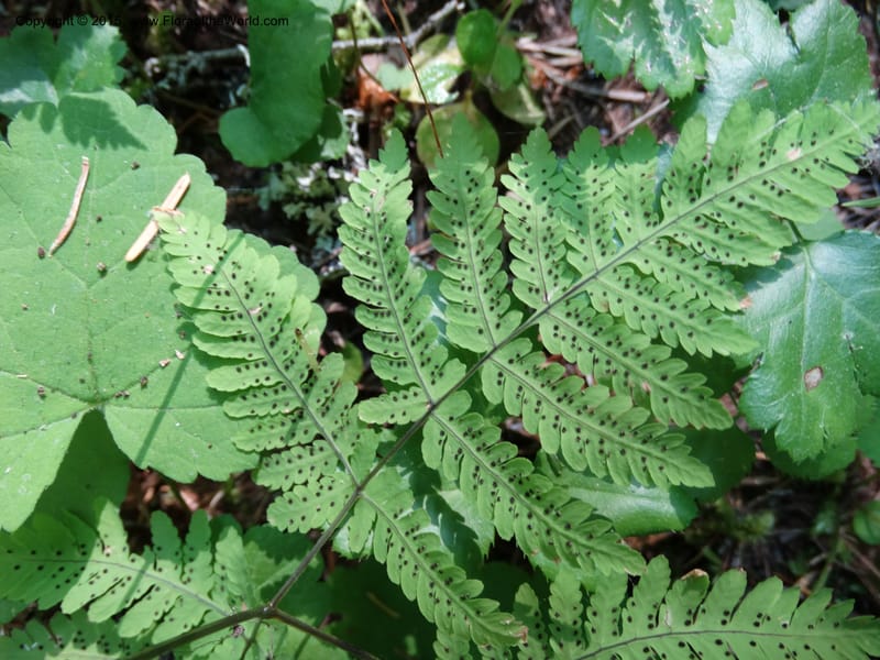 Gymnocarpium dryopteris, Davidson, C 12848--ID. Shoshone Co. St. Hwy 4. E of Burke. 2 Jul 2015. DSC07383 (33).JPG