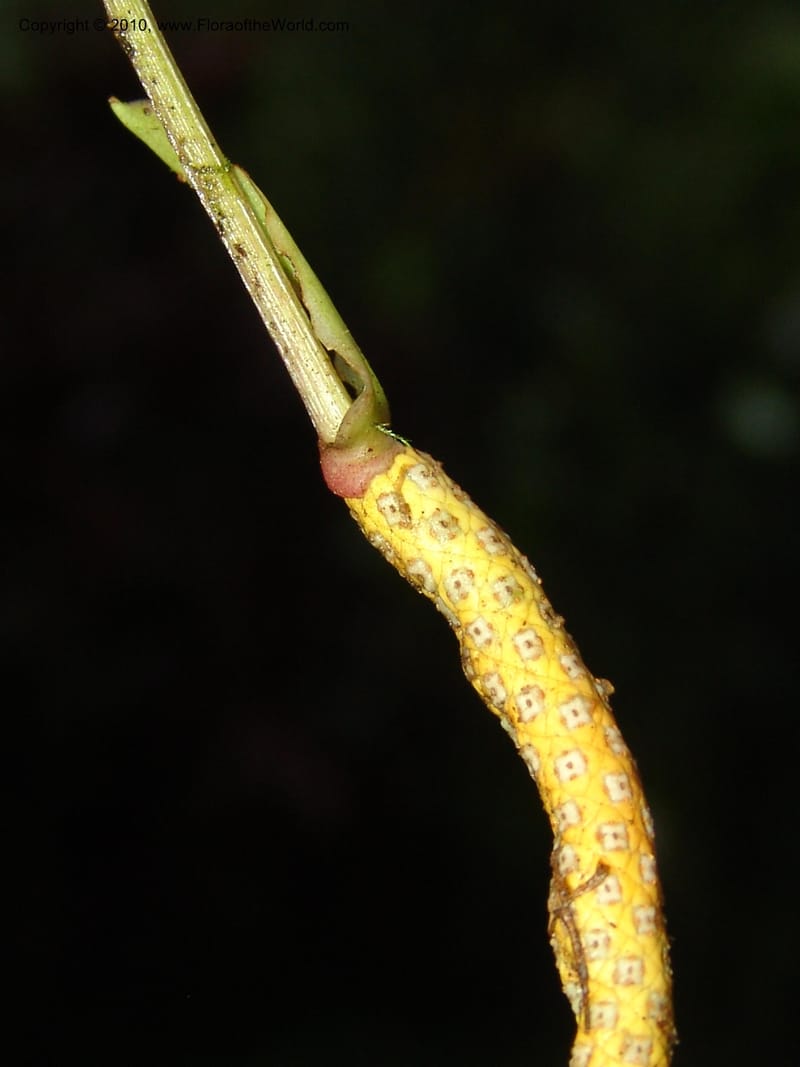 Anthurium bernardii, Croat 95946--Ecuador. Edo. Pichincha. Bosque Nublado Sta. Lucia. 14 Mar 06. 428 (9).jpg