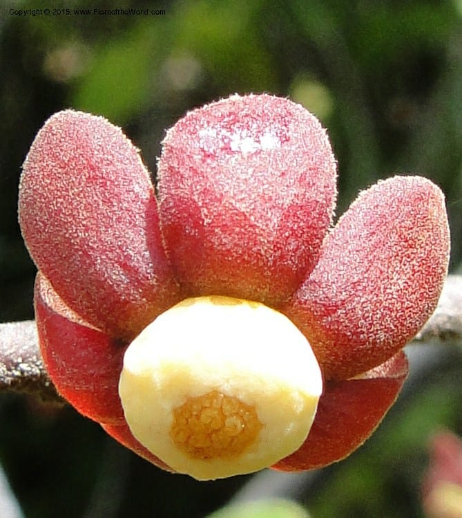 Uvaria, Regalado 1954--Viet Nam. Forest Block 19. 15 May 2011. 144 (11).jpg
