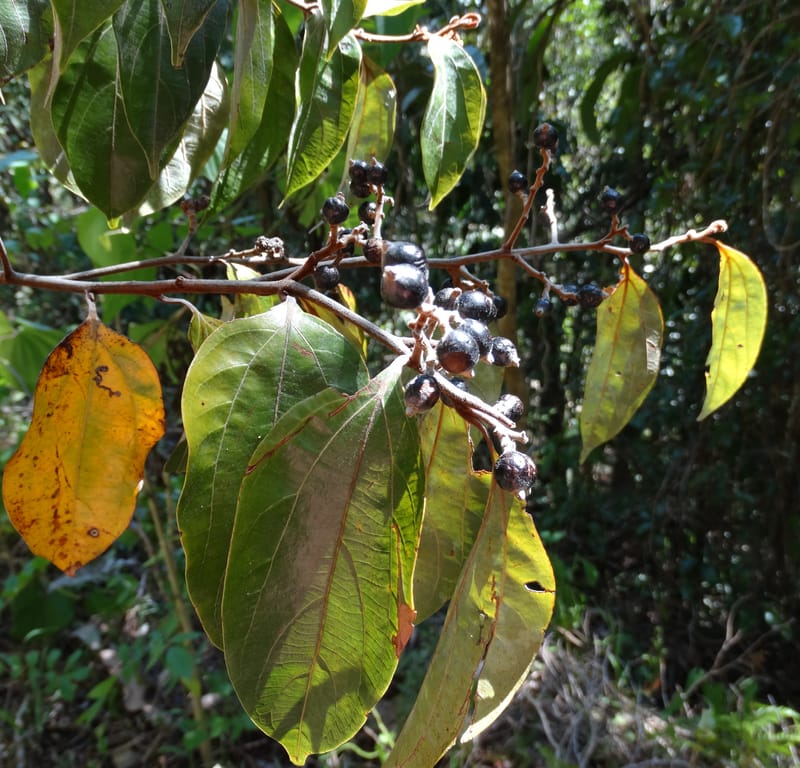Cryptocarya turrilliana, Lowry, P 7352--Fiji. Nabouwalu Rd. 5 Nov 2015. DSC09606 (2).JPG