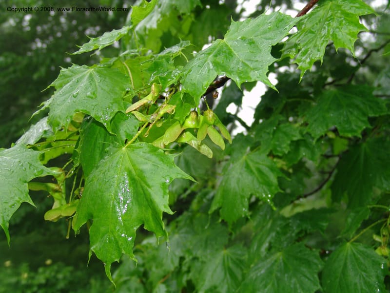 Acer platanoides--Georgia. 2 km S of Bakuriani, rd to Khrats'koros. 6 Jun 05. 079.jpg