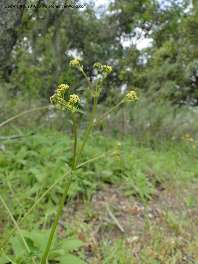 Sanicula crassicaulis, C. Davidson 11724--California. Santa Barbara Co. 4 April 2010 123 (9).jpg