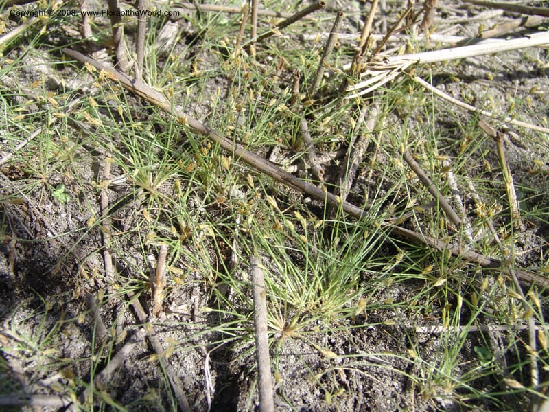 Scirpus--Spain. Andalucia. Parque Nacional Donana. 7 Oct 04. 165.jpg