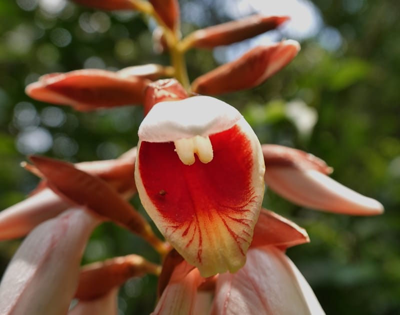 Alpinia blepharocalyx, D. Boufford 44112--China. Yunnan. Lao jun Shan. 30 Apr 2018. DSC00424 (198).JPG