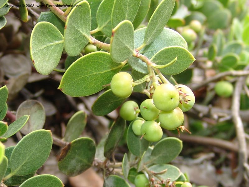 Arctostaphylos hookeri ssp ravenii, 80.0802--CA. UC Berkeley Bot. Garden. 31 May 07. 827.jpg