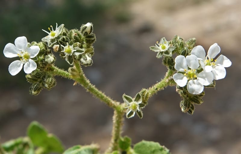 Limeum myosotis, L. Nanyeni 1158--Namibia. B1 to Rehoboth, Frankie Fredricks St. 15 Mar 2018. DSC00565 (446).JPG