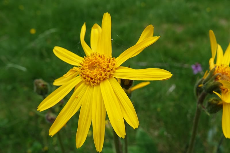 Arnica montana, Callmander, M 1293--Switzerland. Oberwald. Chapel St. Nikolas. 2 Jul 2016. DSC07728 (579).JPG