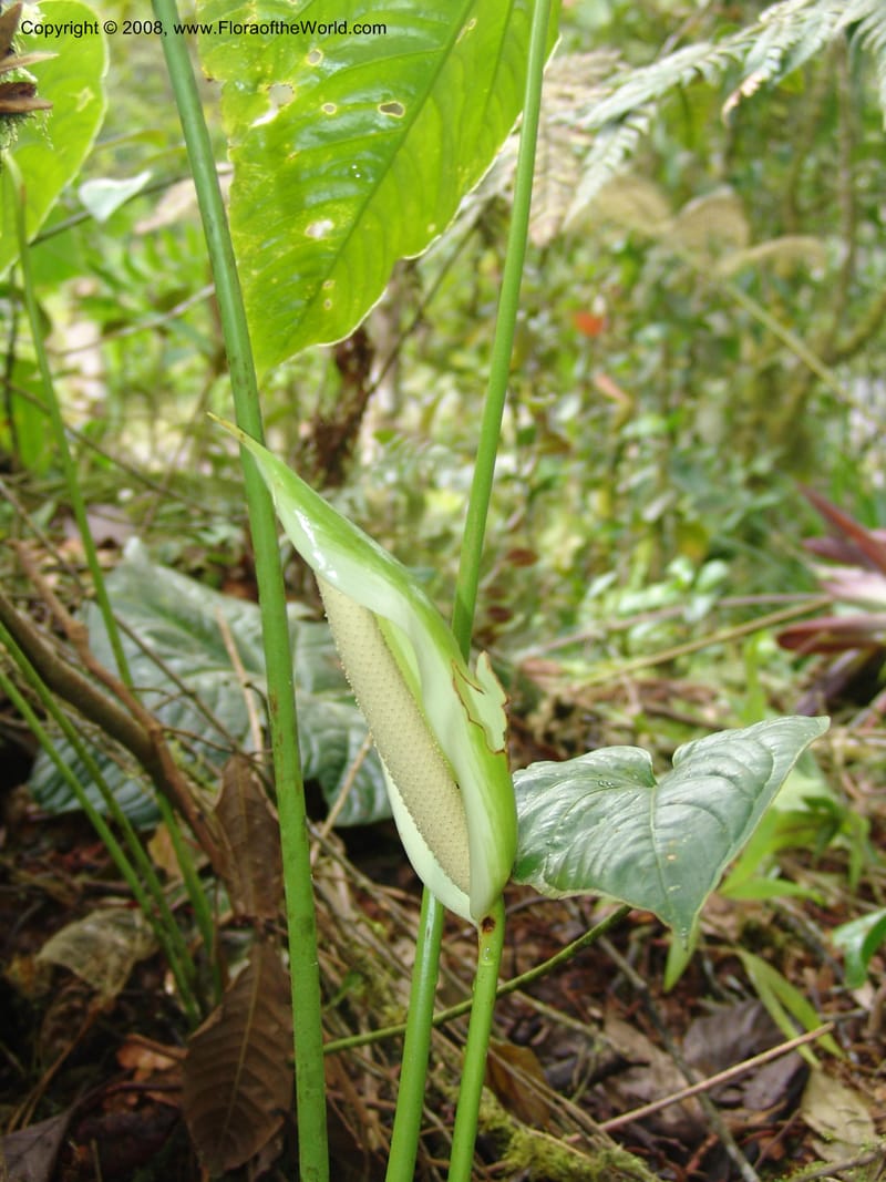 Anthurium longistrorsum, Croat93572--Ecuador. Prov. Sucumbio. Jct w rd to San Rafael Falls. 18 Aug 04. 063.jpg