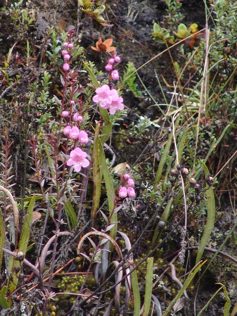 Agalinis, RVasquez32871--Peru. Prv Pauctb. Rd to Manu NP. 27 Oct 07. 092.jpg
