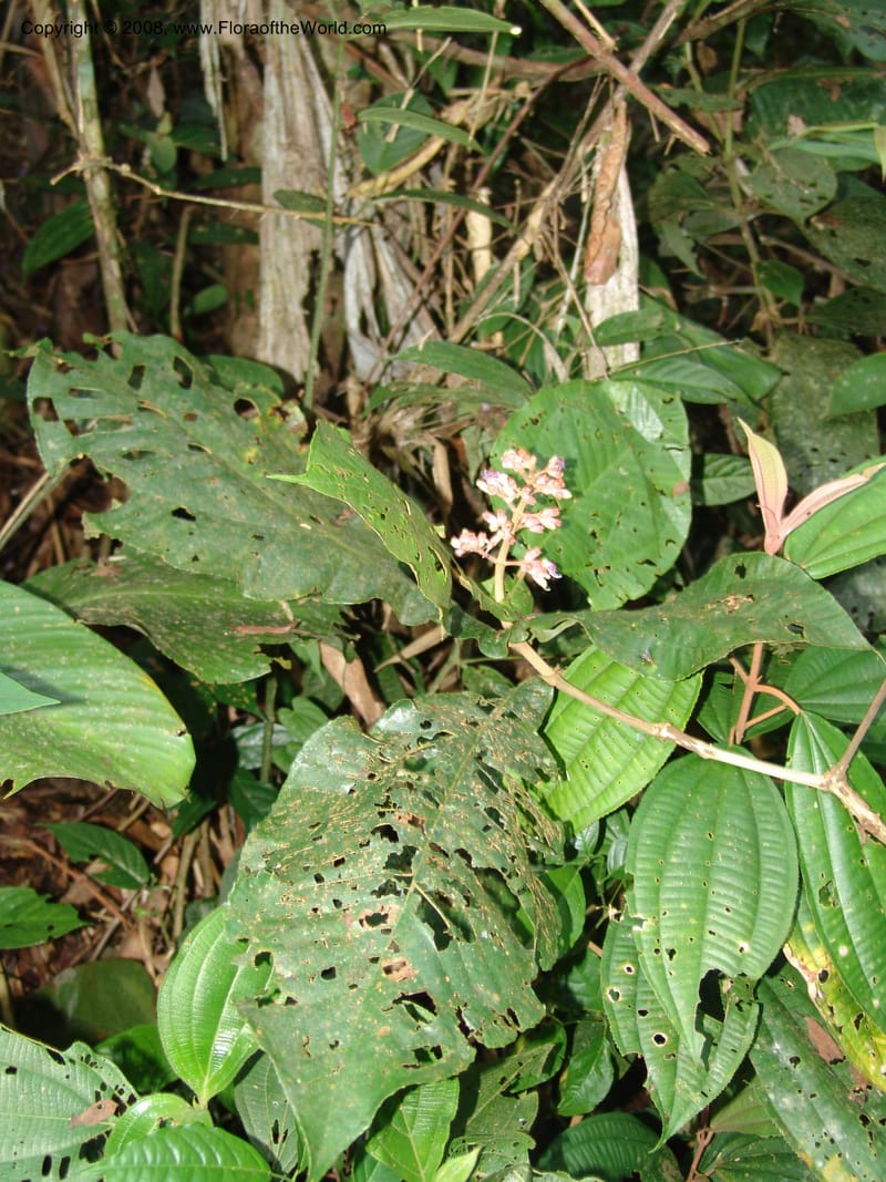 Miconia impetiolaris, RVasquez33019--Peru. Pillcopata. Qbda Pini Pini. 29 Oct 07. 840.jpg