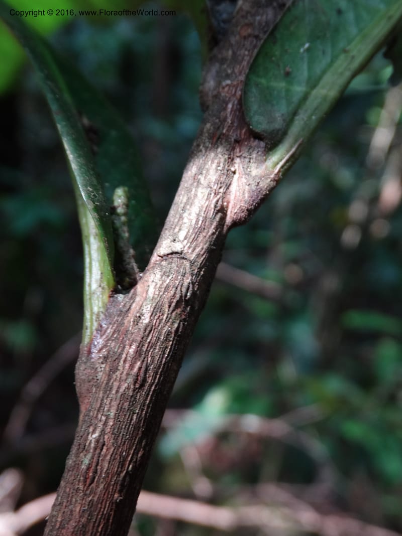Agrostistachys longifolia, Davidson, C 12889--Sabah. Sapa Paya For. Res. 23 Mar 2015. DSC00001 (163).JPG