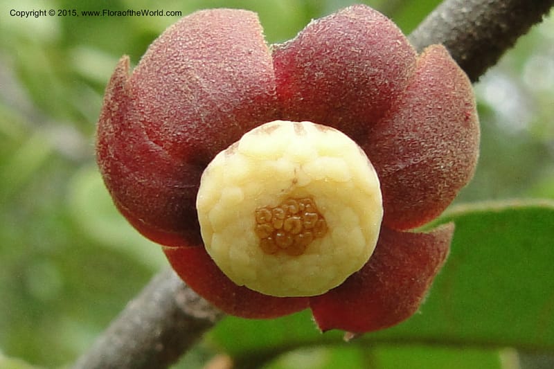 Uvaria, Regalado 1954--Viet Nam. Forest Block 19. 15 May 2011. 144 (7).jpg
