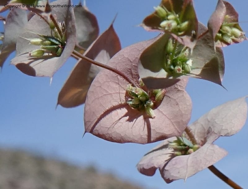Oxytheca perfoliata, Davidson, C 13128--California. Inyo Co. Mahogany-Wild Rose Rd. 19 Apr 2016.  (143).JPG