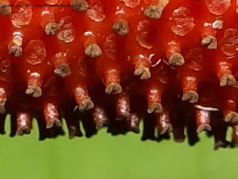 Piper mestonii, B. Gray 9098--Australia. Queensland. Boulders Flora and Fauna Reserve. 27 Sep 2011. (10).JPG