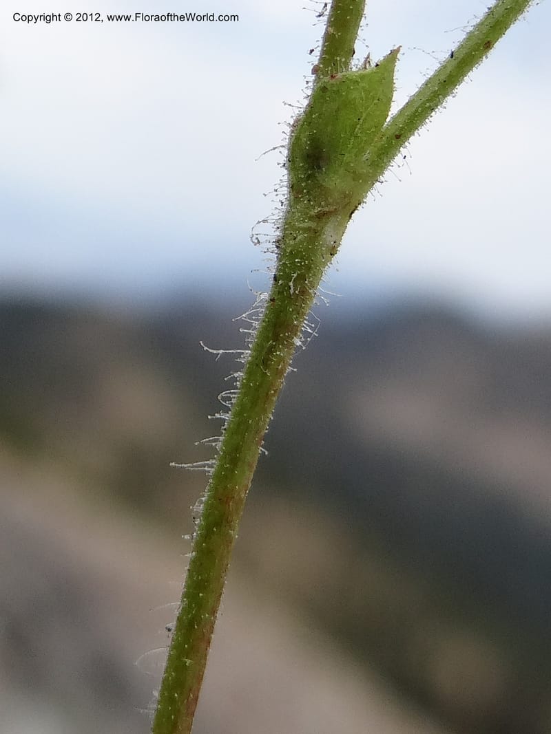 Drymocallis pseudorupestris, Davidson, C 12083--ID. Valley Co. Elk Summit. 7 Aug 2012. DSC04187 (106).JPG