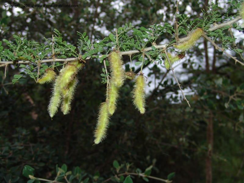 Ormocarpum trichocarpum, W3130--So. Africa. Mpumal. Karino, Whyte Thorne Gdn. 14 Mch 05. 032.jpg