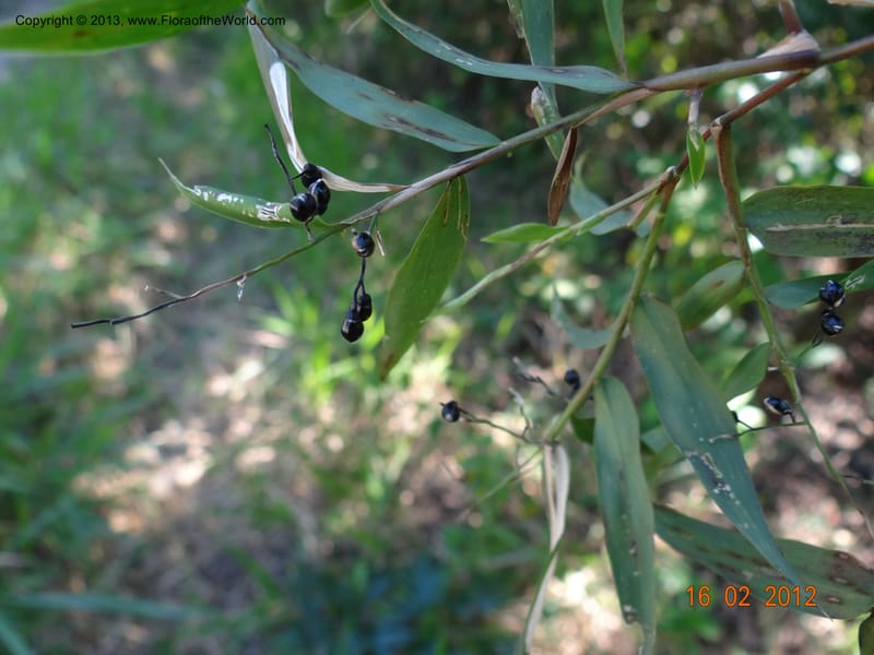 Lasiacis sp. unk., Martinez-Melendez, M 405--Mexico, Chiapas, Palenque 16 Feb 2012  2943 (7).JPG