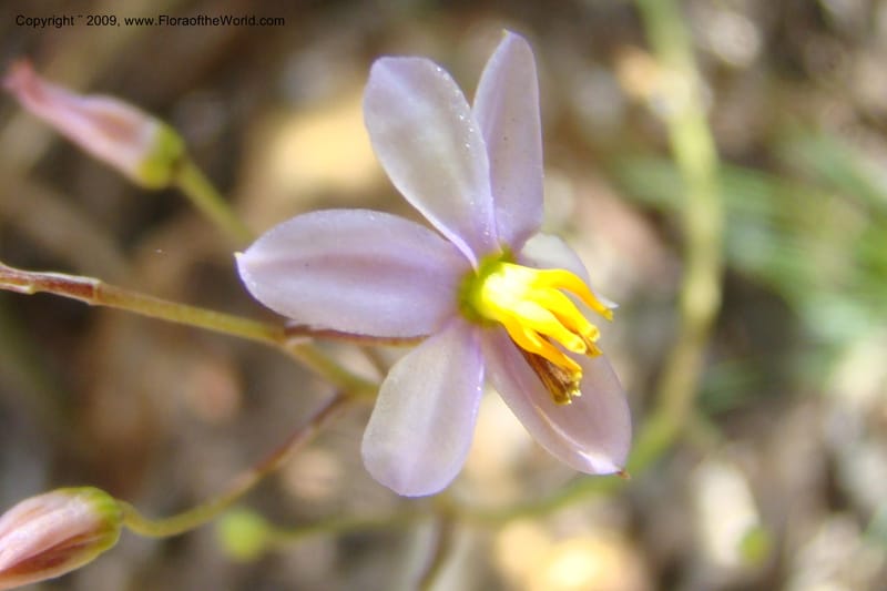 South Africa. Cape Prov. Kogelberg Nat. Res. 21 Jan 09. 178.jpg