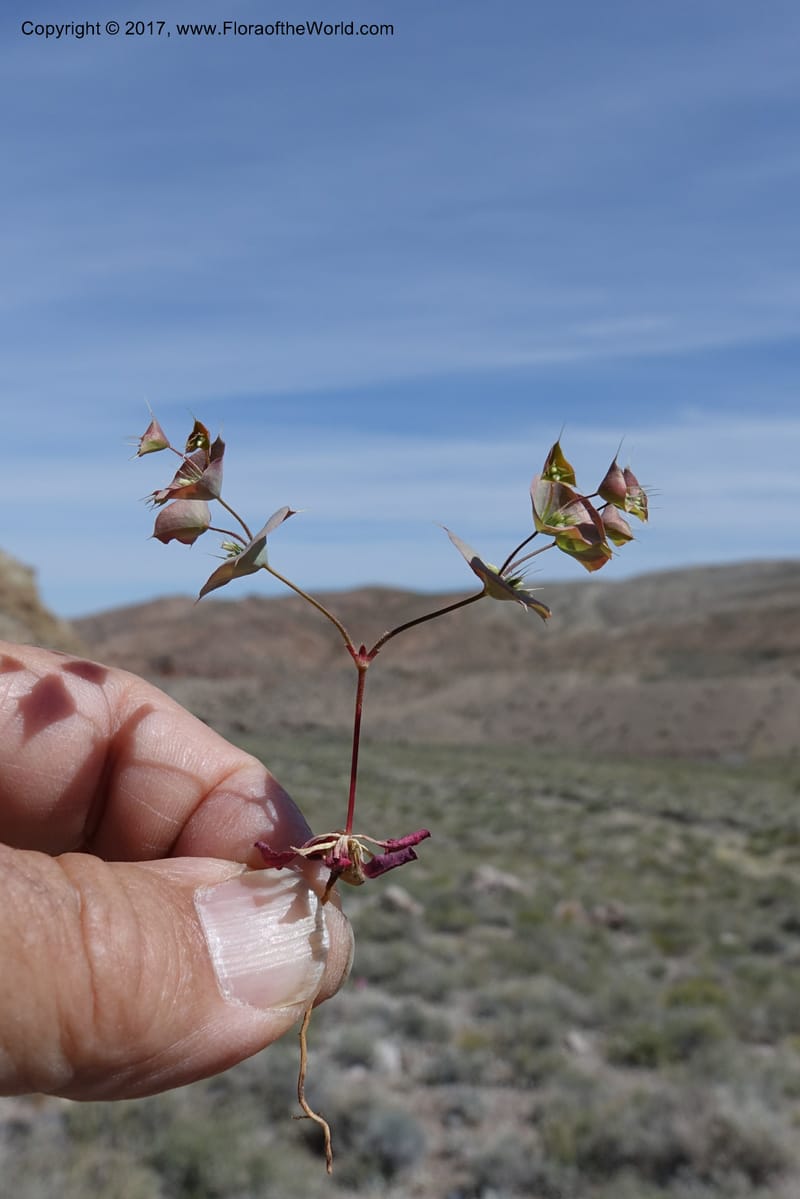 Oxytheca perfoliata, Davidson, C 13128--California. Inyo Co. Mahogany-Wild Rose Rd. 19 Apr 2016.  (135).JPG