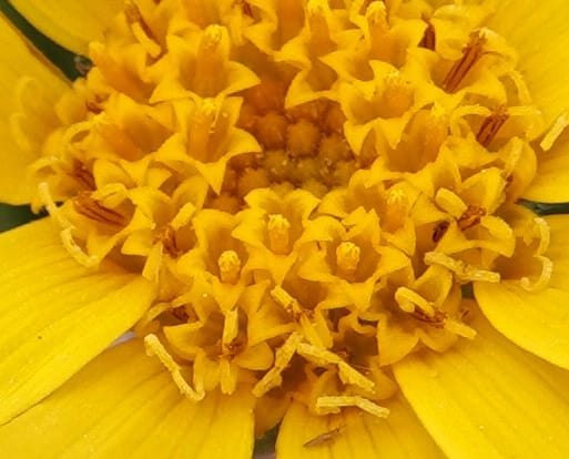 Arnica sororia, C. Davidson 13758--Oregon. Wallowa Co. Zumwalt.Trail Cr. Rd. 4 Jun 2018. DSC04078 (281).JPG