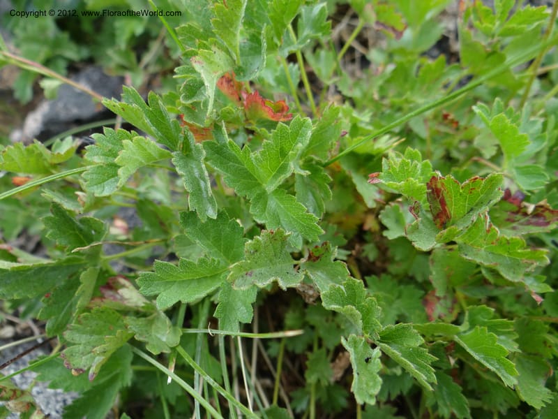 Drymocallis pseudorupestris, Davidson, C 12083--ID. Valley Co. Elk Summit. 7 Aug 2012. DSC04187 (101).JPG