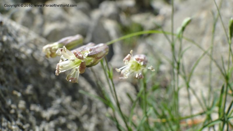 Silene repens, C. Davidson 11766--ID. Idaho Co. Josephine Lk Rd . 27 July 2010. 001 (65).jpg
