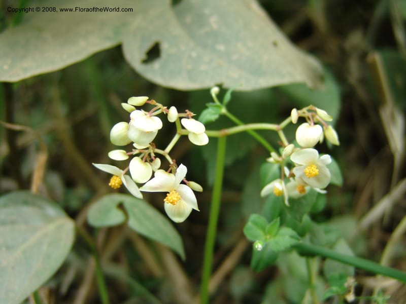 Begonia, Croat93304--Ecuador. Prov. Bolivar. Echeandia- Sta. Lucia. 13 Aug 04. 059.jpg