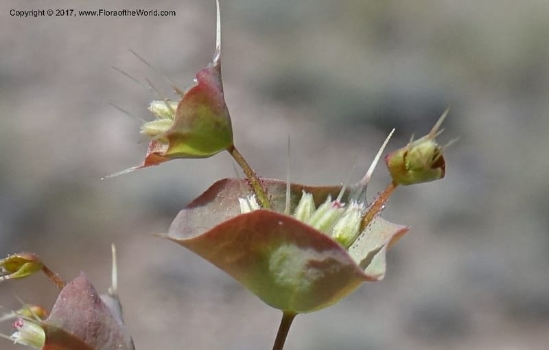Oxytheca perfoliata, Davidson, C 13128--California. Inyo Co. Mahogany-Wild Rose Rd. 19 Apr 2016.  (138).JPG