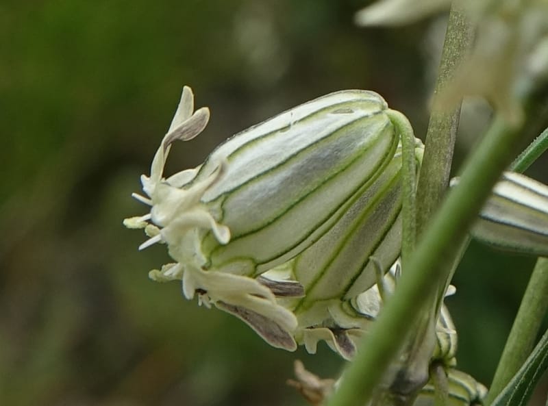 Silene gracilicaulis, D. Boufford 44025--China. Sichuan. Litang Xian. 15 Aug 2017. DSC06139 (253).JPG