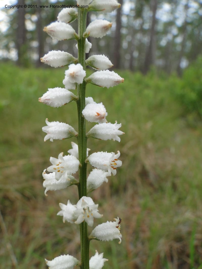 Aletris farinosa, Davidson, C 11748, USA, North Carolina, Brunswick County, Green Swamp off Hwy 211, W of Wilmington, 22 May 2010 (7).JPG