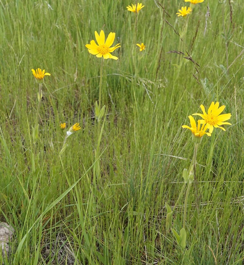 Arnica sororia, C. Davidson 13758--Oregon. Wallowa Co. Zumwalt.Trail Cr. Rd. 4 Jun 2018. DSC04078 (275).JPG