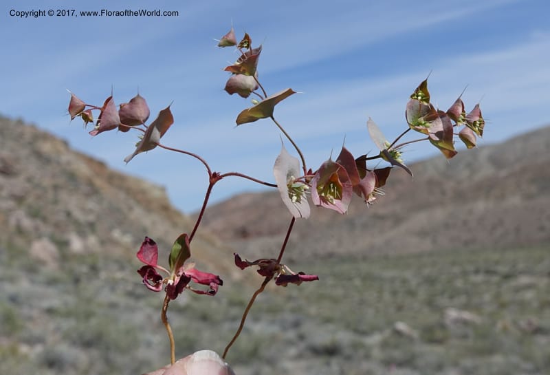 Oxytheca perfoliata, Davidson, C 13128--California. Inyo Co. Mahogany-Wild Rose Rd. 19 Apr 2016.  (137).JPG