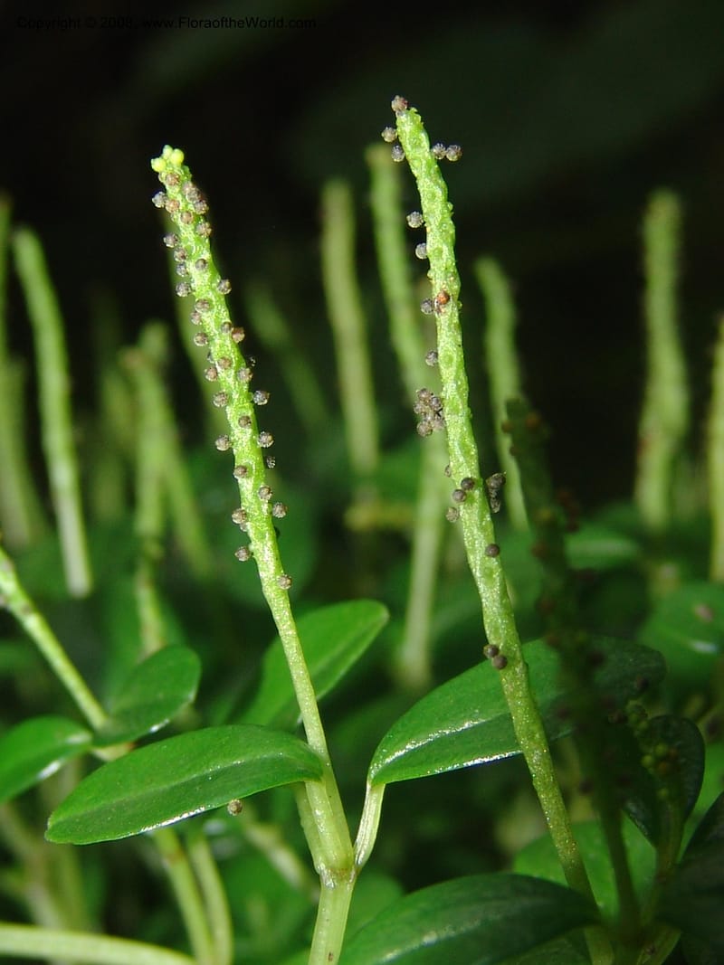 Peperomia retusa--So.Africa. Mpumal. Buffelskloof Private Nat. Res. 17 Mch 05. 271.jpg