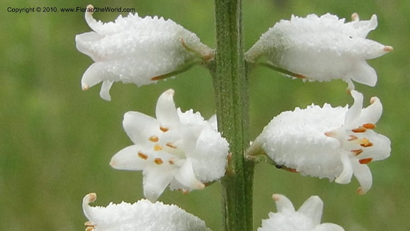 Aletris farinosa, C. Davidson 11748--North Carolina. Brunswick Co. Green Swamp. 21 May 2010. 362 (102).jpg