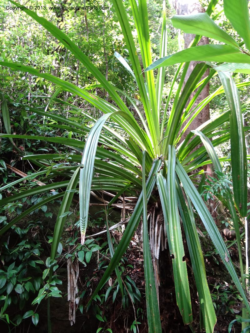 Pandanus epiphyticus, Callmander 1014--Malaysia, Sarawak. Bako Nat. Park. Paku Trail. DSC06071 (83).JPG
