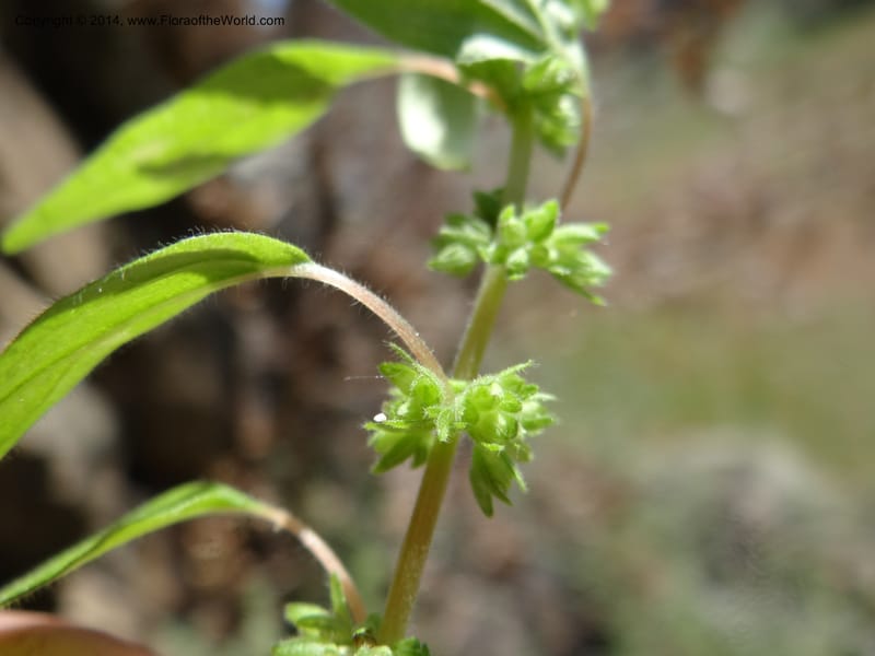 Parietaria pensylvanica, Davidson, C 12143--Oregon. Wallowa Co. Imnaha River. 7 May 2013. DSC03887 (263).JPG