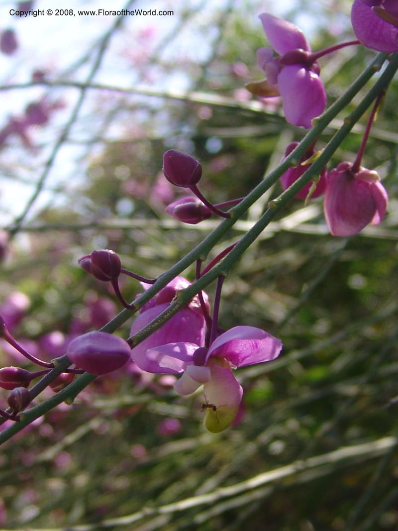 Polygala apopetala--CA. Quail Botanical Garden. 9 Apr 05. 086.jpg