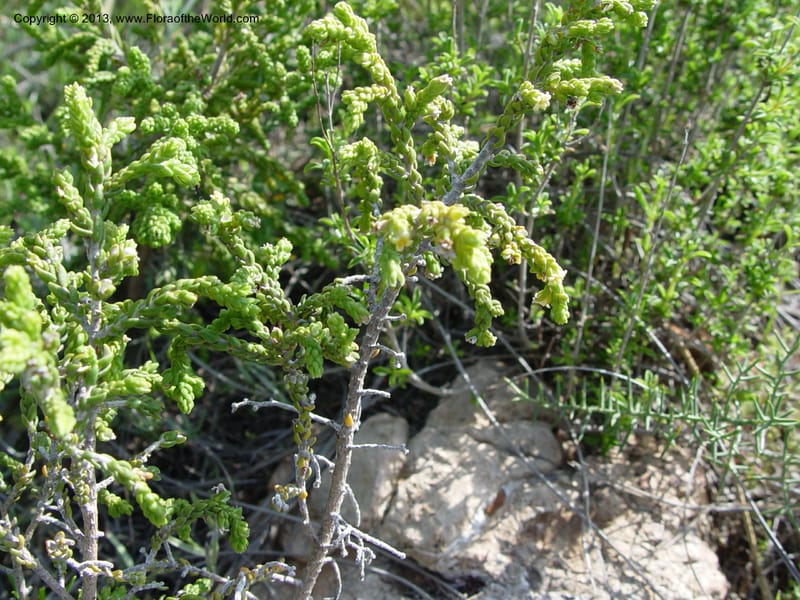 Thymelaea hirsuta--Spain. Andalucia. On C333, ca. 5 km E of Orgiva. 14 Ap (161).jpg