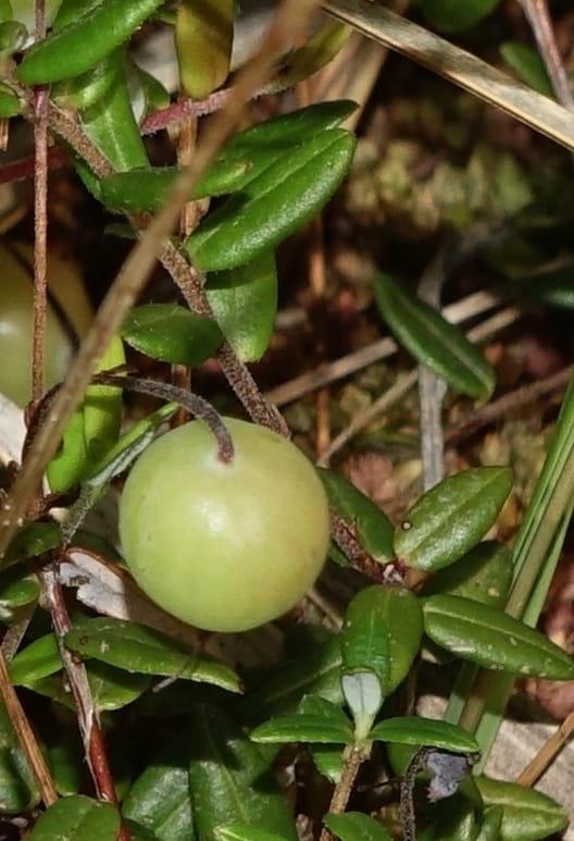 Vaccinium oxycoccus--Japan. Hokkaido. Sarobetsu. 4 Aug 2016. DSC00970 (134).JPG