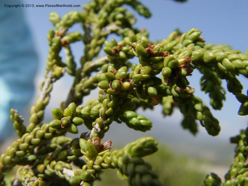 Thymelaea hirsuta--Spain. Andalucia. On C333, ca. 5 km E of Orgiva. 14 Ap (145).jpg