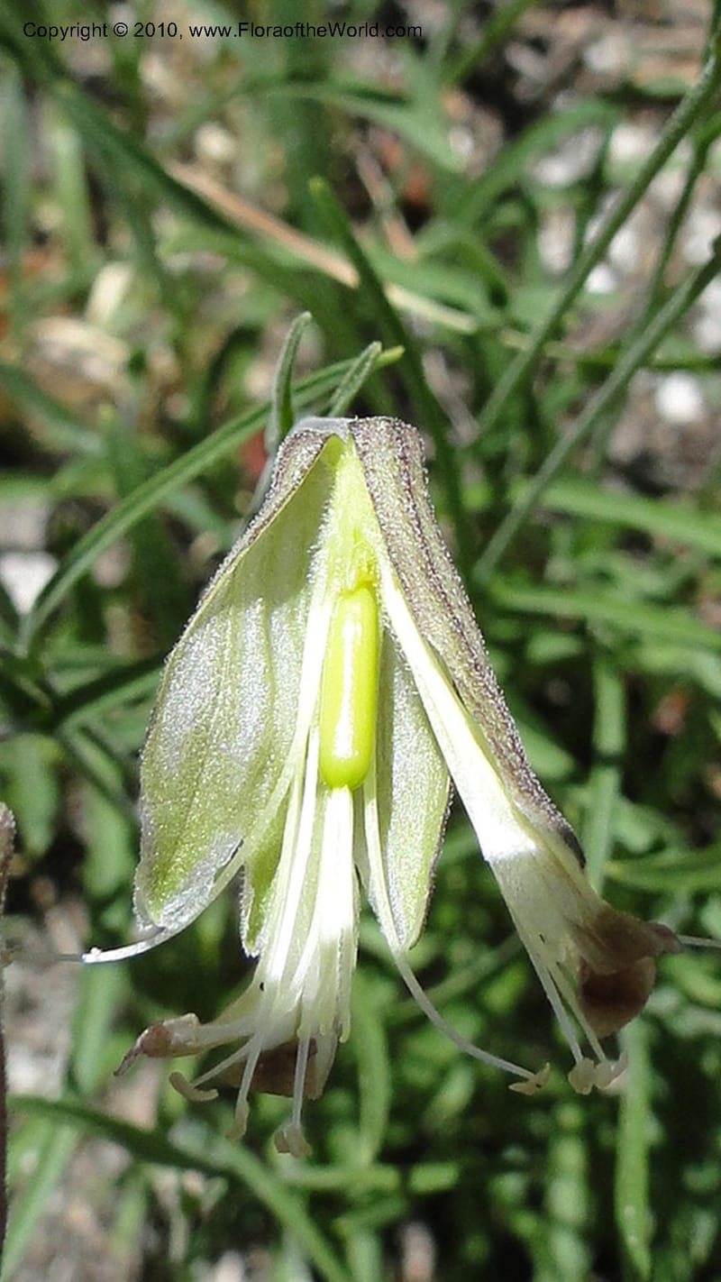 Silene repens, C. Davidson 11766--ID. Idaho Co. Josephine Lk Rd . 27 July 2010. 001 (58).jpg