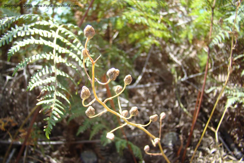 South Africa. Cape Prov. Kogelberg Nat. Res. 21 Jan 09. 173.jpg