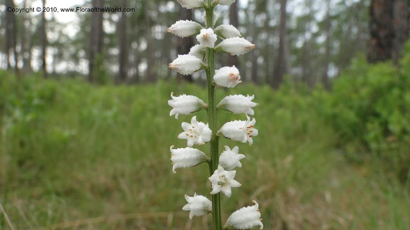 Aletris farinosa, C. Davidson 11748--North Carolina. Brunswick Co. Green Swamp. 21 May 2010. 362 (101).jpg