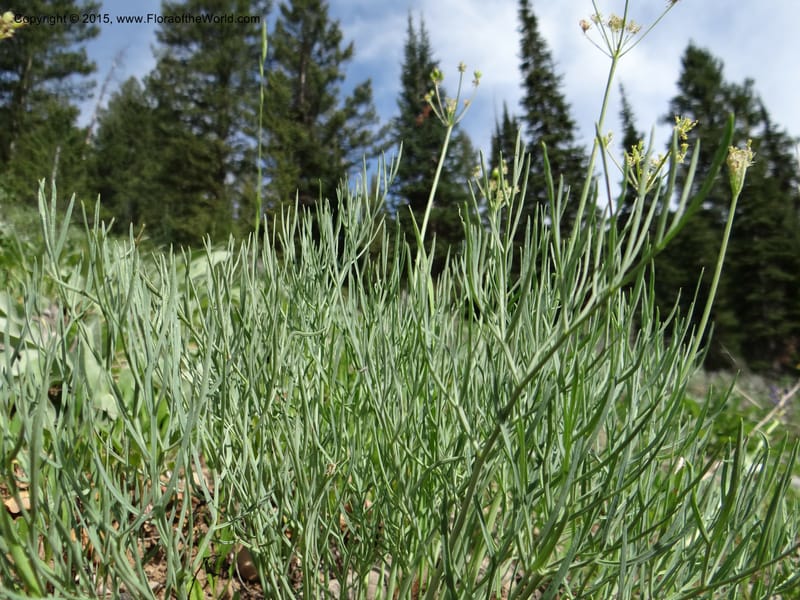 Lomatium graveolens, Mansfield, D 12-598--ID. Bear Lake Co. Mt. Sherman. 13 Jul 2012. DSC03473 (20).JPG