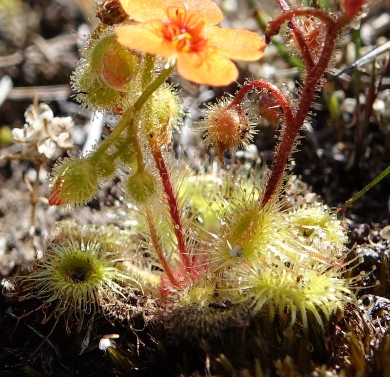 Drosera glanduligera, Davidson, C 13468--Australia. W.A. Sullivan's Rock. 28 Oct 2016. DSC05796 (139).JPG