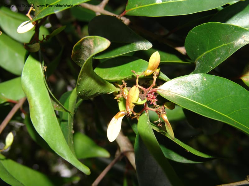 Zinowiewia matudai--CA. San Francisco Botanical Garden (Strybing Arb.). 30 Mch 06. 220.jpg