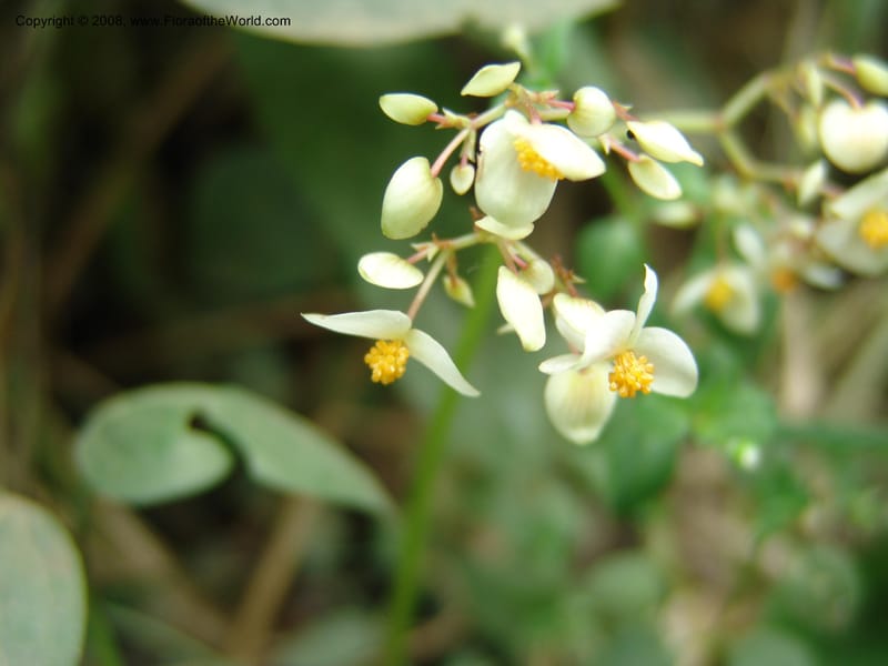 Begonia, Croat93304--Ecuador. Prov. Bolivar. Echeandia- Sta. Lucia. 13 Aug 04. 061.jpg